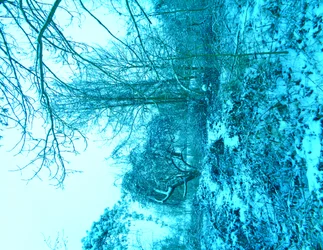 Winter Blue