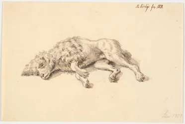 Lying Poodle