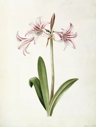 Amaryllis Vittata Formosa