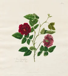 A Collection of Roses from Nature: Dark China Rose