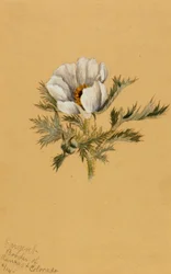 Flower Study