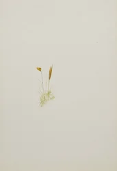 (Untitled)