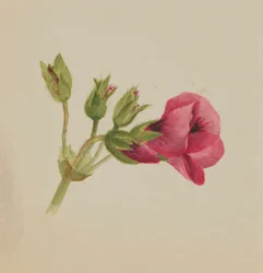 Untitled (Flower Study)
