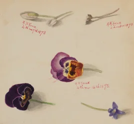 Untitled - Flower Study