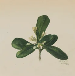 Untitled - Flower Study