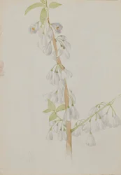 Untitled - Flower Study