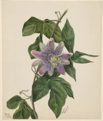 Flower Study