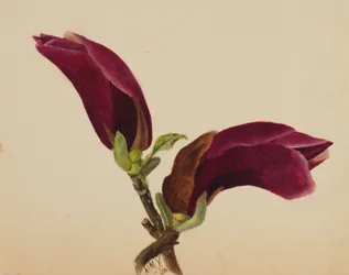 (Untitled--Flower Study)