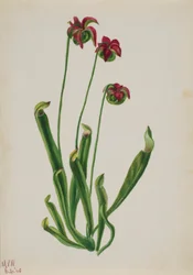Untitled--Flower Study