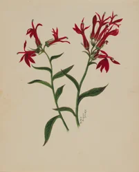 Untitled (Flower Study)