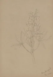 Untitled (Flower Study)