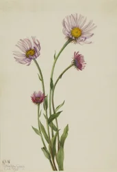 Alaska Fleabane