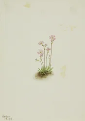 Alberta Primrose