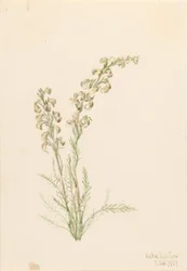 Alpine Fernlife (Pedicularis contorta)