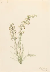 Alpine Fernlife Pedicularis contorta