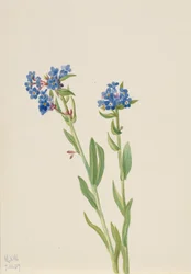 Alpine Forget-Me-Not Myosotis alpestris, 1937