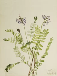 Alpine Milkvetch Astragalus alpinus