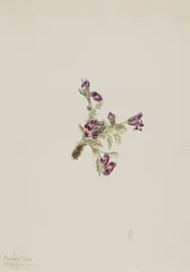 Alpine Pointvetch (Oxytropis podocarpa)