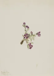 Alpine Pointvetch Oxytropis podocarpa