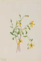 Alpine Ragwort Senecio species