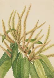 American Chestnut