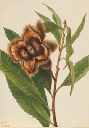 American Chestnut
