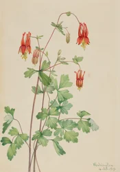 American Columbine Aquilegia canadensis, 1919