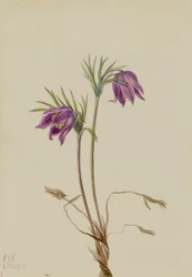 American Pasqueflower Pulsatilla ludoviciana