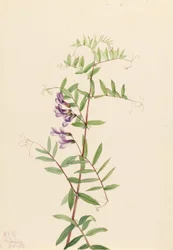 American Vetch (Vicia Americana)