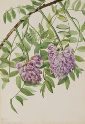 American Wisteria Kraunhia Frutescens, 1925