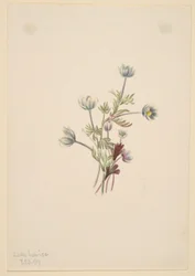 Anemone