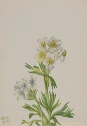 Anemone
