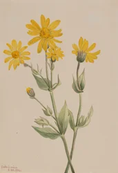 Arnica
