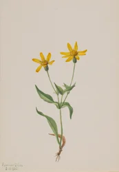 Arnica Alpina