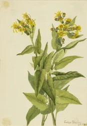 Arrowleaf Groundsel