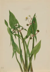 Arum Arrowhead