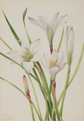 Atamasco-Lily