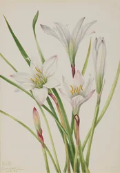 Atamasco-Lily