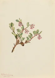 Bearberry