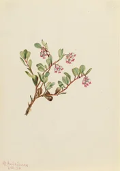 Bearberry, 1916