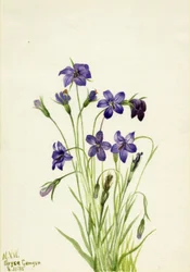 Bellflower