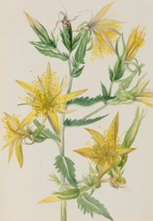 Blazing Star Mentzelia Laevicaulis