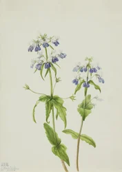 Blue-Eyed Mary Collinsia Verna, 1927