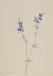 Blue Larkspur (Delphinium Nuttallianum)