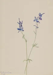 Blue Larkspur