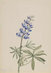 Blue Lupine Lupinus argenteus
