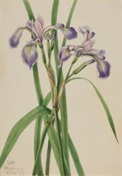 Blueflag Iris Iris versicolor
