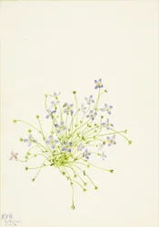Bluets