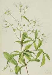 Bowman