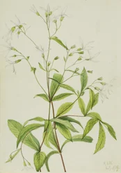Bowmansroot Porteranthus trifoliatus